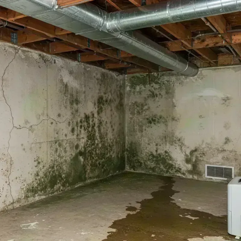 Professional Mold Removal in Hallsville, MO